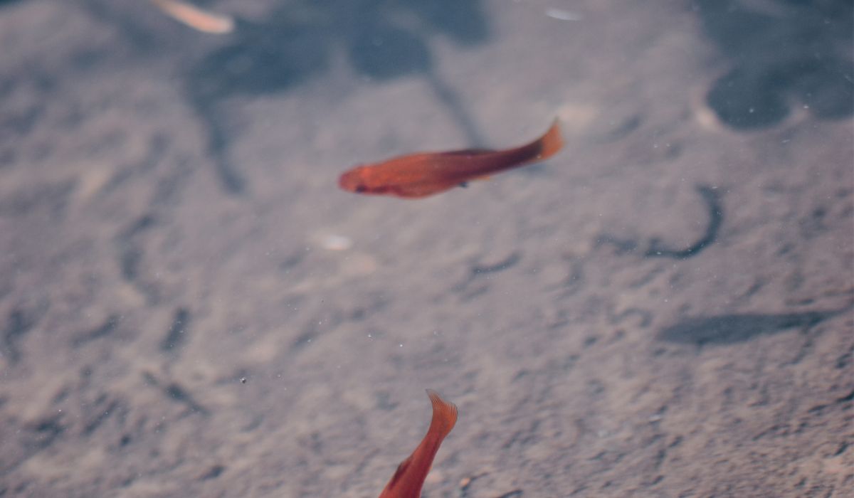 blog single post